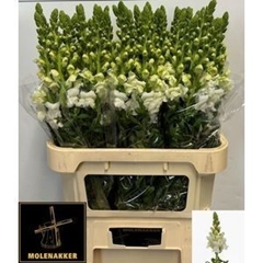 Antirrhinum Potomac Ivory White 75cm