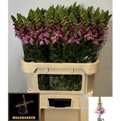 Antirrhinum Potomac Lavender 75cm
