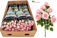 Rosa Spray Madam Bombastic 60cm 4+
