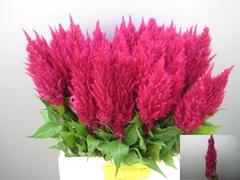 Celosia Century Purple Rose 65cm