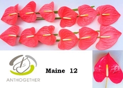 Anthurium Maine 13cm Hd