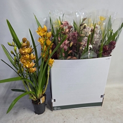 Cymbidium Mixed 14Ø 80cm 4st