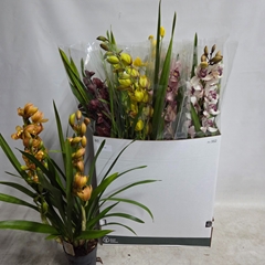 Cymbidium Mixed 14Ø 85cm 3st