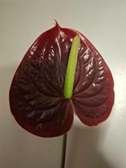 Anthurium Showtime 11cm Hd