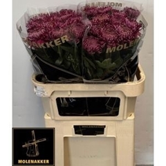 Chrysanth Single Regalmist Purper 80cm 120gr.