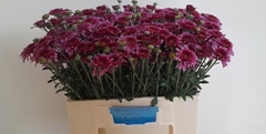 Chrysanth Spray Beppie Purper 55cm 50gr.