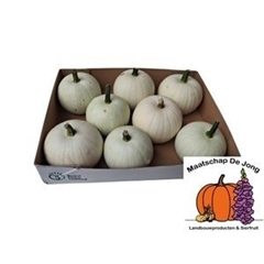 Cucurbita Pepo Baby Boo 12cm