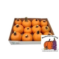 Cucurbita Maxima Halloween 10cm