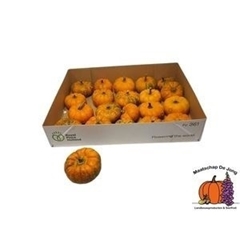 Cucurbita Pepo Jack Be Little 5cm