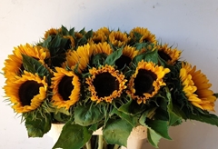 Helianthus Sunrich Orange 80cm