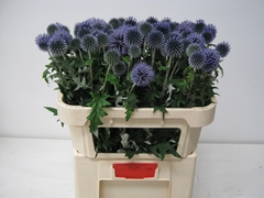 Echinops Blue Globe 70cm