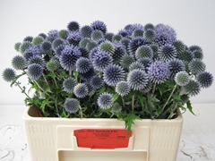 Echinops Blue Globe 50cm