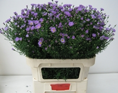 Aster Cassandra 80cm 45gr.