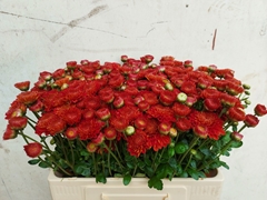 Chrysanth Spray Wendy Red 60cm 50gr.