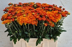Chrysanth Spray Bruno 60cm 50gr.