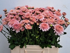 Chrysanth Spray Gompie Pink 60cm 70gr.