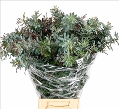 Acacia Baileyana Per Bunch 70cm 200gr.