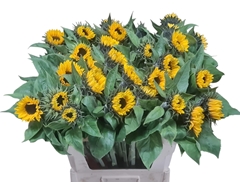 Helianthus Sunrich Orange 80cm