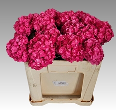 Hydrangea Adora 50cm 13-15cm Hd