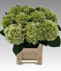Hydrangea Verena Classic 80cm 21-23cm Hd