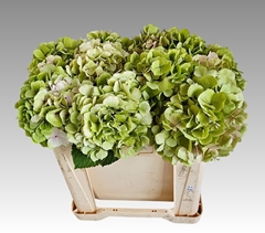 Hydrangea Verena Classic 50cm 14-16cm Hd
