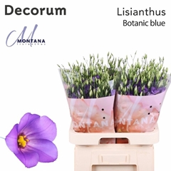 Eustoma Single Botanic Blue 70cm
