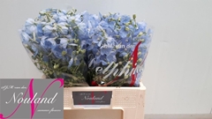 Delphinium Single Ballkleid 60cm