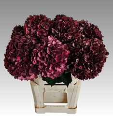 Hydrangea Dark Ruby Classic 60cm 17-19cm Hd