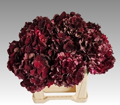 Hydrangea Dark Ruby Classic 40cm 13-15cm Hd