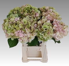 Hydrangea Verena Classic 60cm 16-18cm Hd