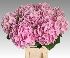 Hydrangea Verena 60cm 16-18cm Hd