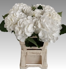Hydrangea White Verena 60cm 14-16cm Hd