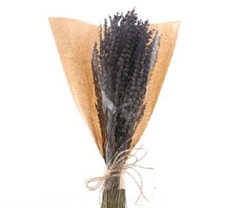 Lavandula Painted Dark Blue Per Bunch 50cm