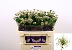 Clematis Amazing Kibo 70cm