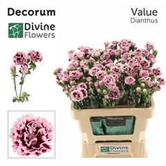 Dianthus Fiorino Value 60cm