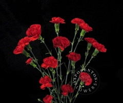 Dianthus Spray Red 65cm