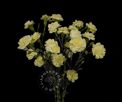 Dianthus Spray Cream Intermezzo 65cm