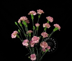 Dianthus Spray Mocca Sweet 65cm