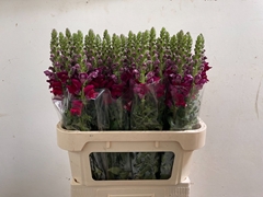 Antirrhinum Potomac Red 80cm