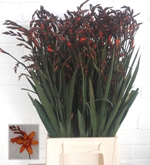 Crocosmia Emily Mckenzie 65cm
