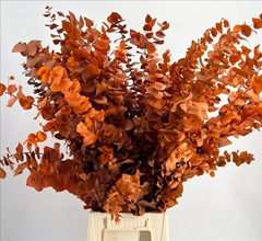 Eucalyptus Stuartiana Orange Per Bunch 70cm