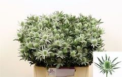 Eryngium Sirius Questar 40cm