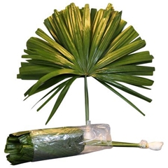 Chamaerops Leave 52cm