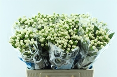 Hypericum Coco Uno 60cm