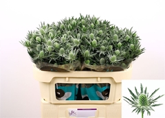 Eryngium Sirius Questar 70cm