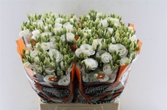Eustoma Double Rosita White 70cm