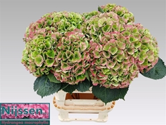 Hydrangea Opal Classic 80cm 20-22cm Hd