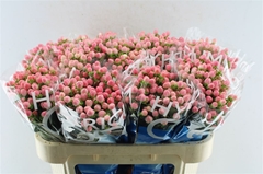 Hypericum Coco Casino 70cm