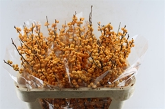 Ilex Verticillata Golden Verboom 70cm