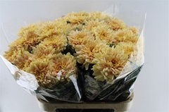 Chrysanth Single Kalimba Salmon 85cm 135gr.